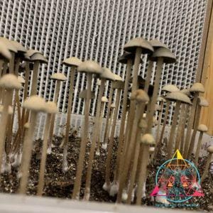 Panaeolus Cyanescens Bayou Spore Print