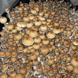 Large flush of golden teacher cubensis mushrooms in a tub