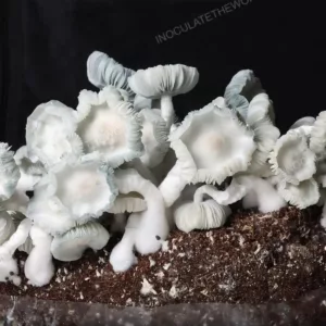 Jack Frost Isolated Spore Syringe