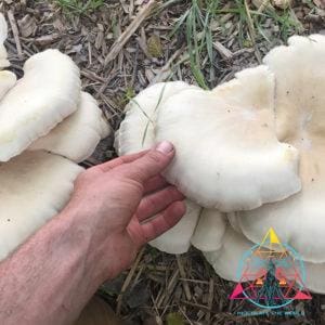 White Pearl Oyster mushrooms growing in the wild