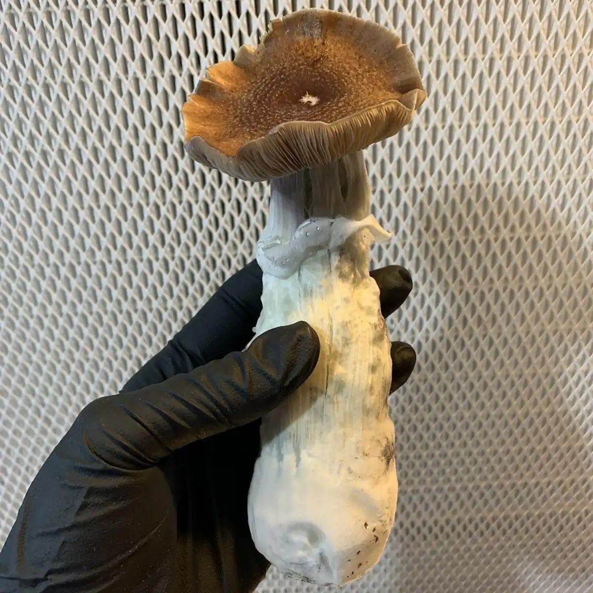 Single Blue Magnolia cubensis spore syringe mushroom in hand