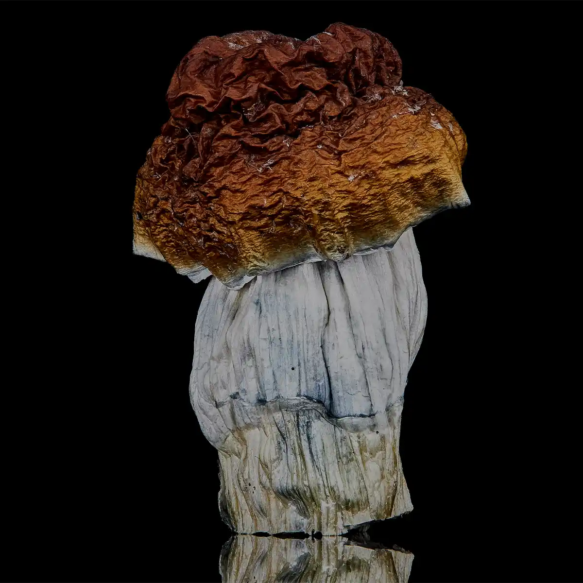 Single Blue Magnolia cubensis mushroom with black backround