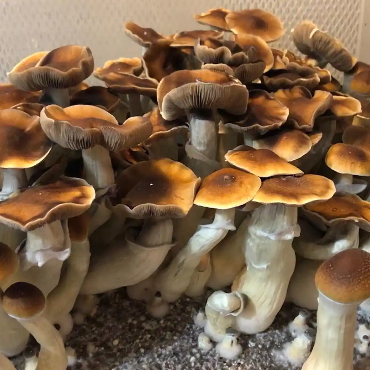 Large flush of blue magnolia cubensis mushrooms in a tub