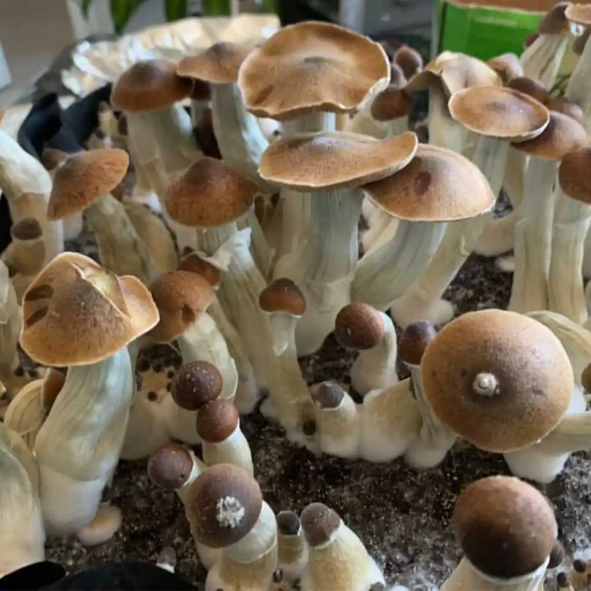 Large flush of blue magnolia cubensis mushrooms in a tub