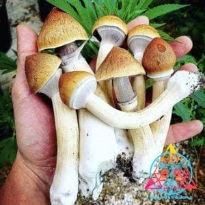VZ3 Venezuelan Cubensis Spore Syringe