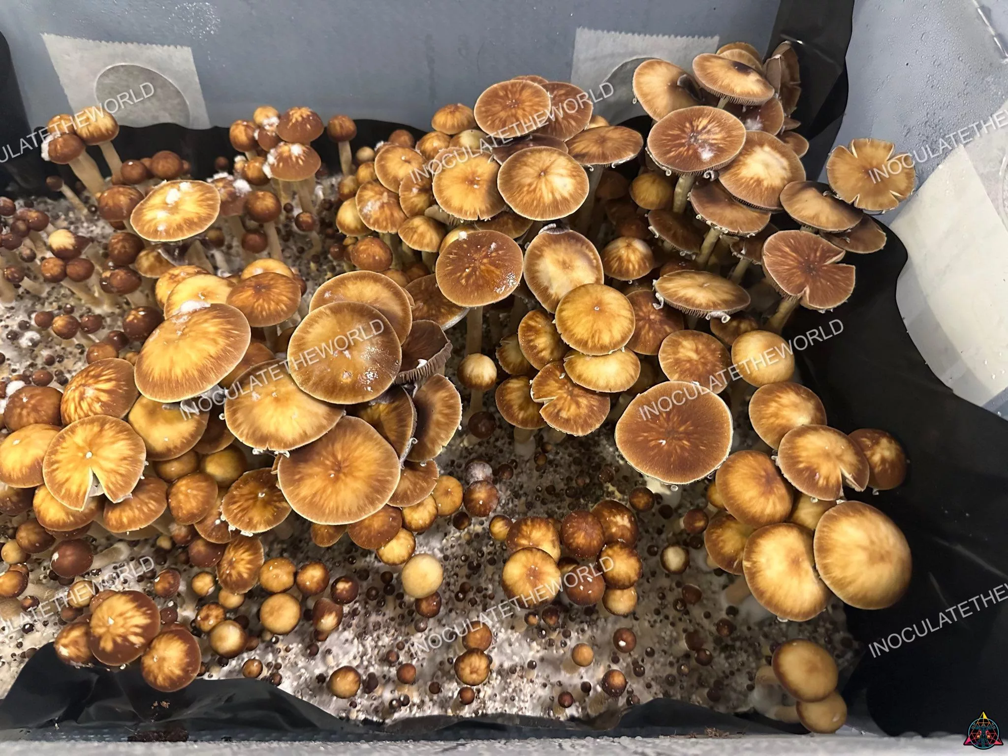 Taman Negara Cubensis Spore Print - Image 3