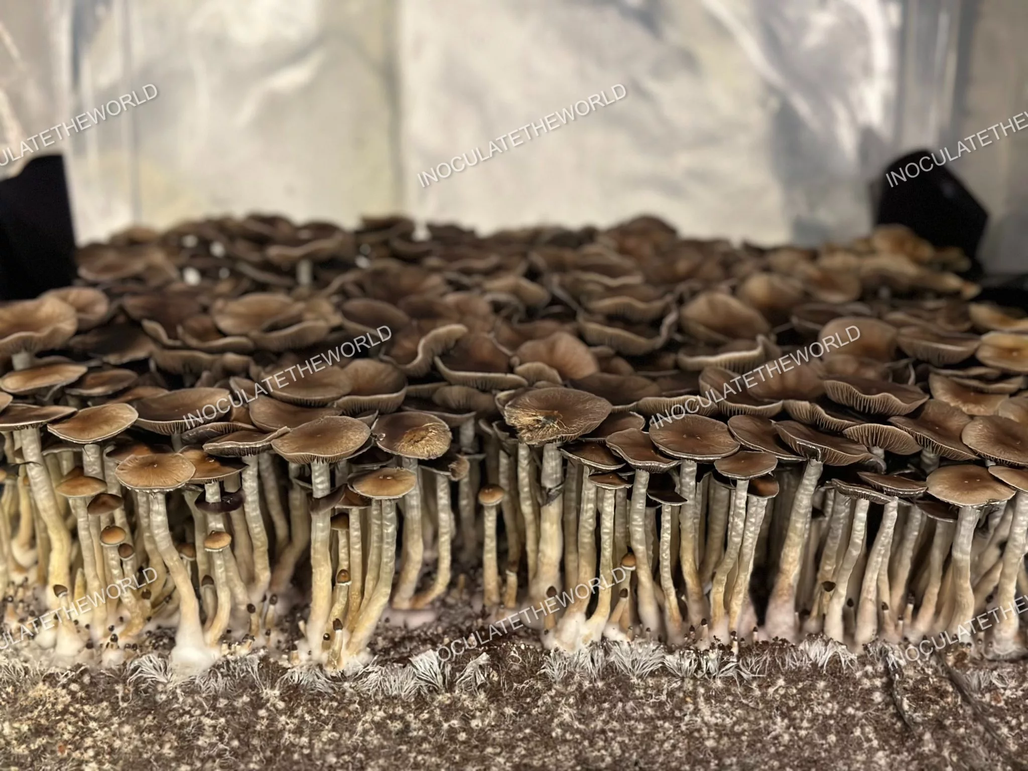Puerto Rico Cubensis Spore Print - Image 5