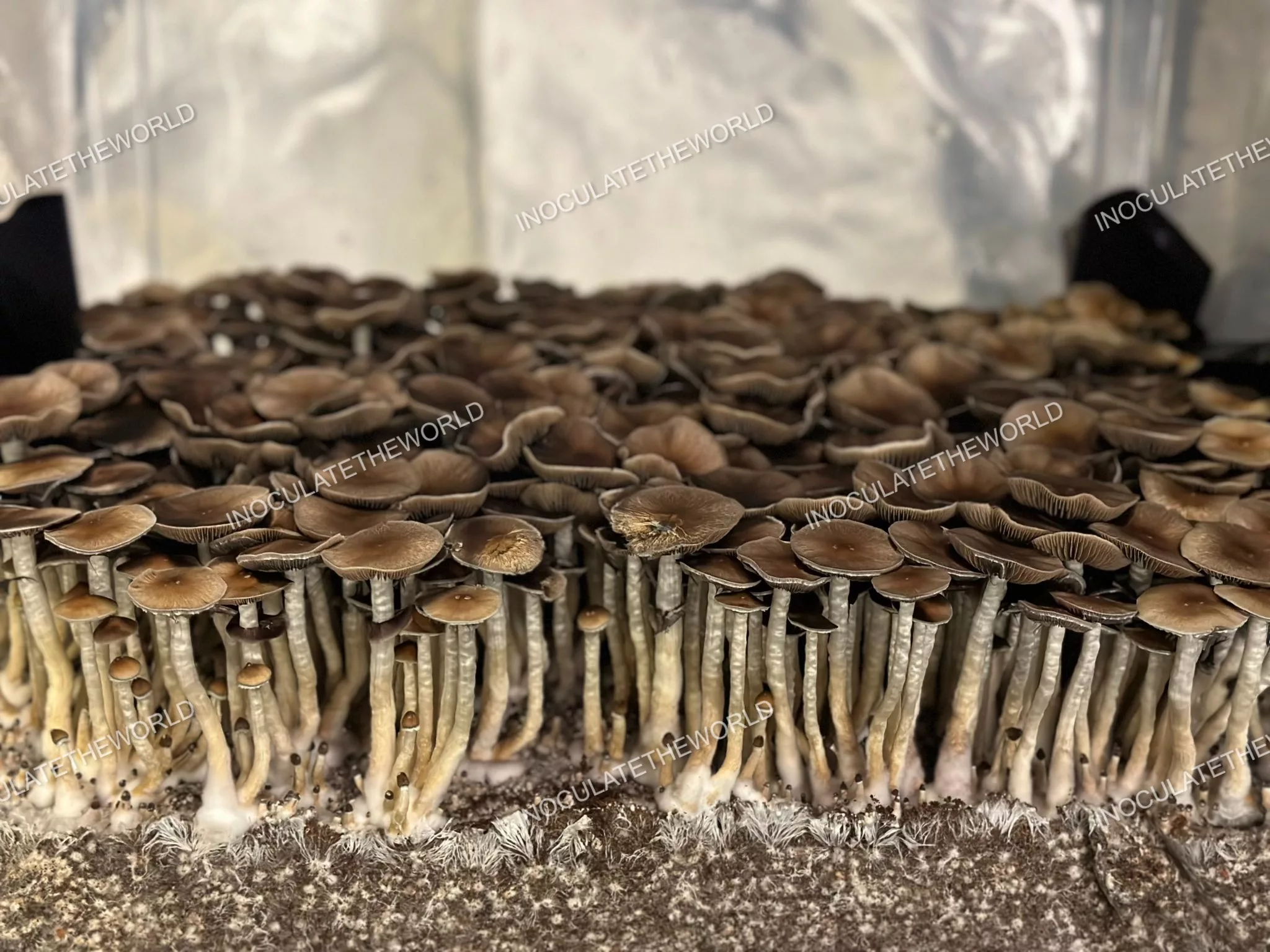 Puerto Rico Cubensis Spore Print - Image 3