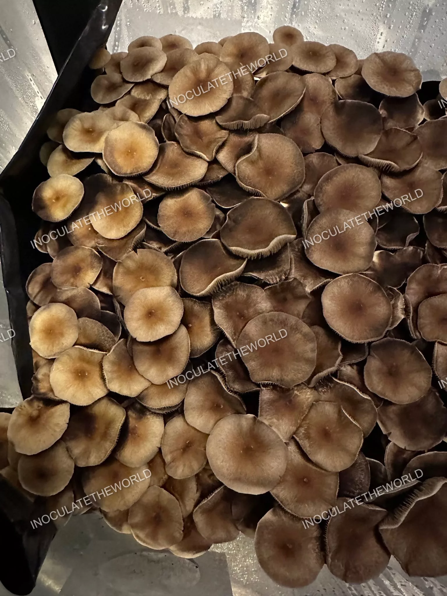 Puerto Rico Cubensis Spore Print - Image 7