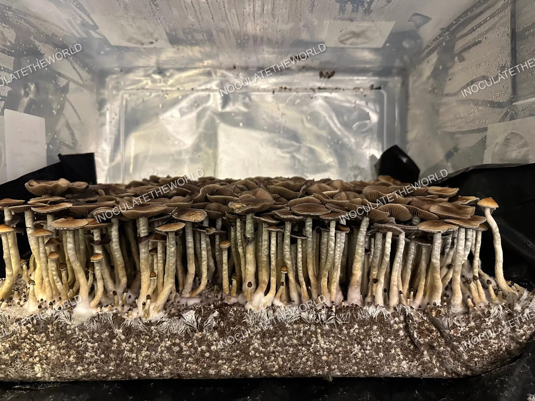 Puerto Rico Cubensis Spore Print - Image 8