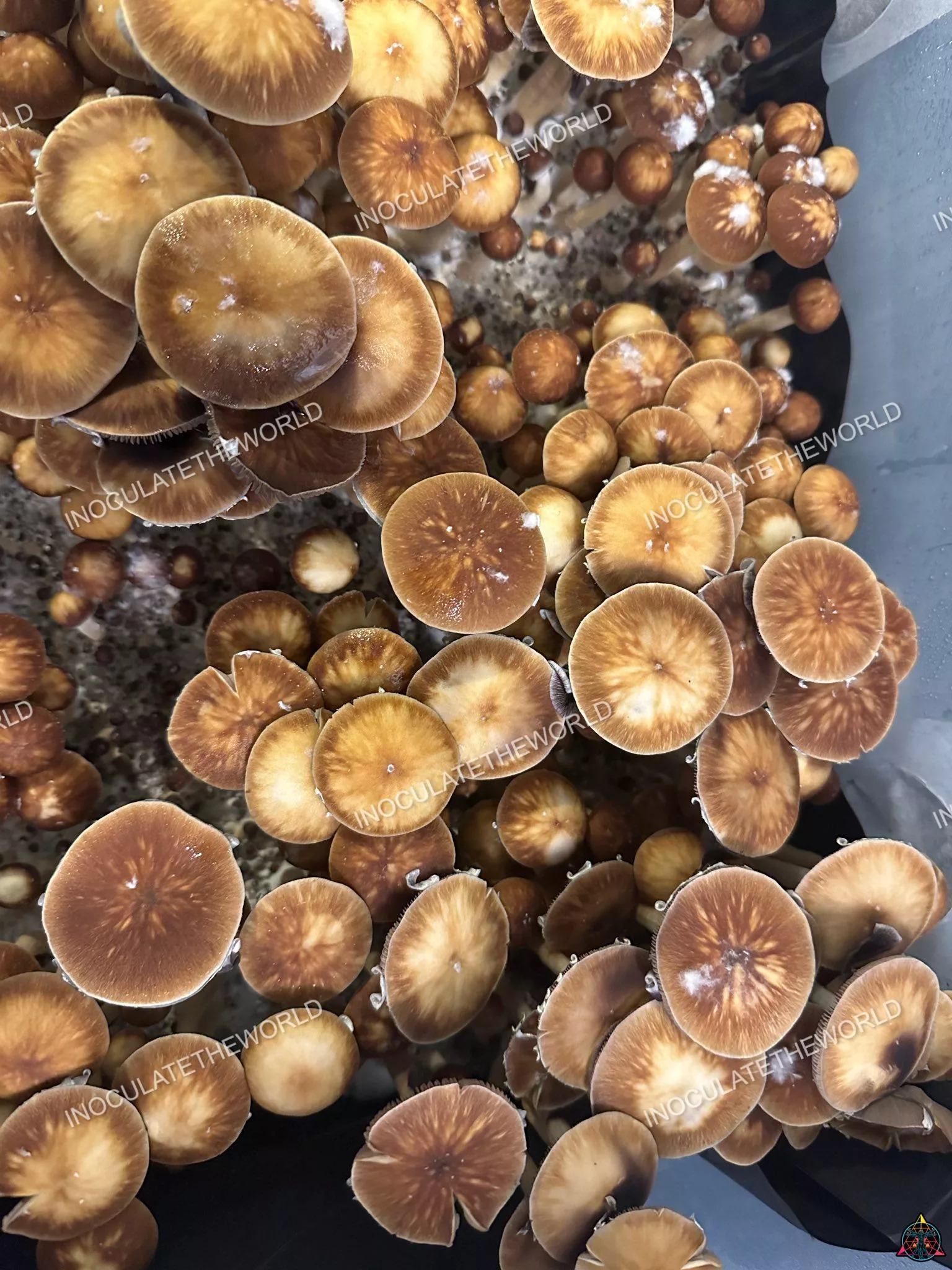 Taman Negara Cubensis Spore Print - Image 2