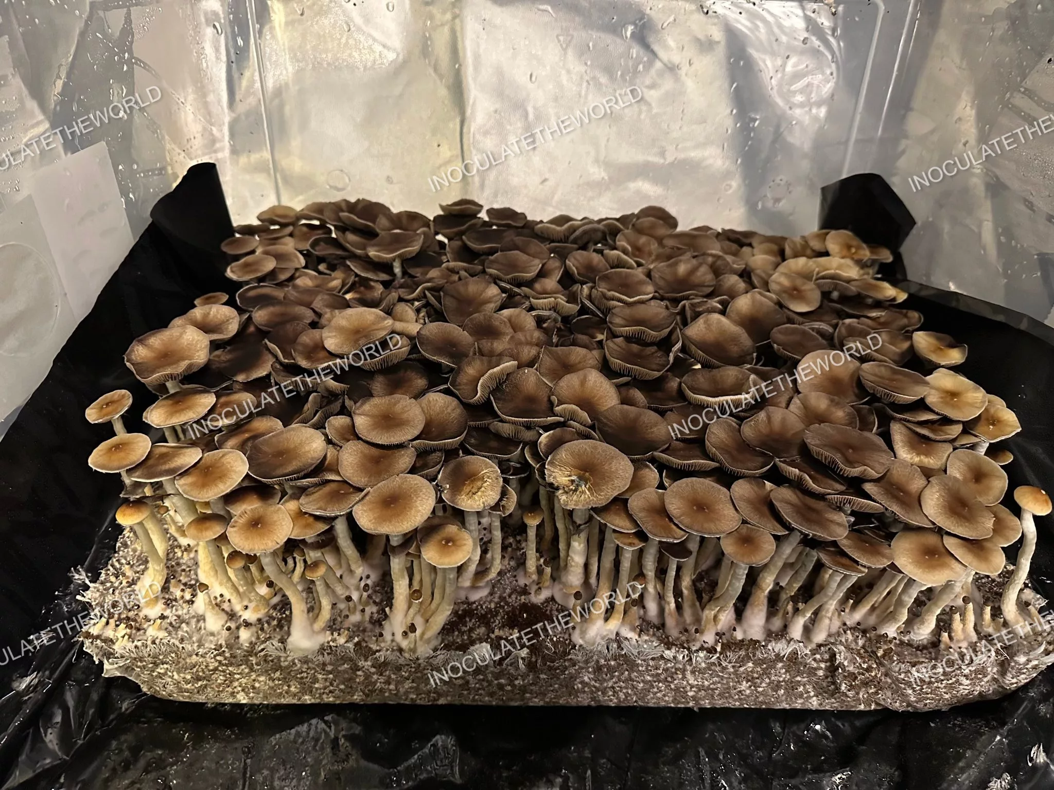 Puerto Rico Cubensis Spore Print