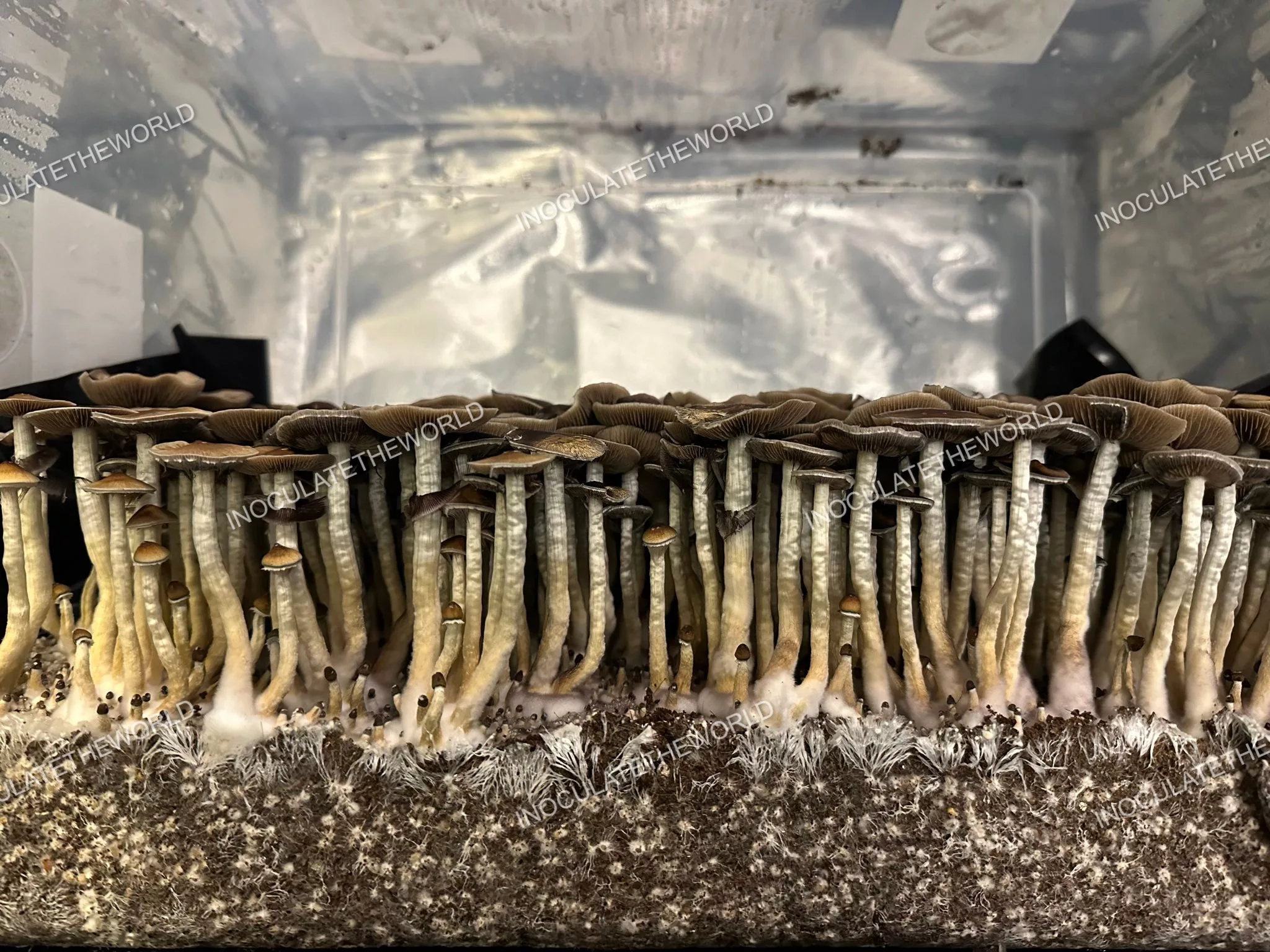 Puerto Rico Cubensis Spore Print - Image 9
