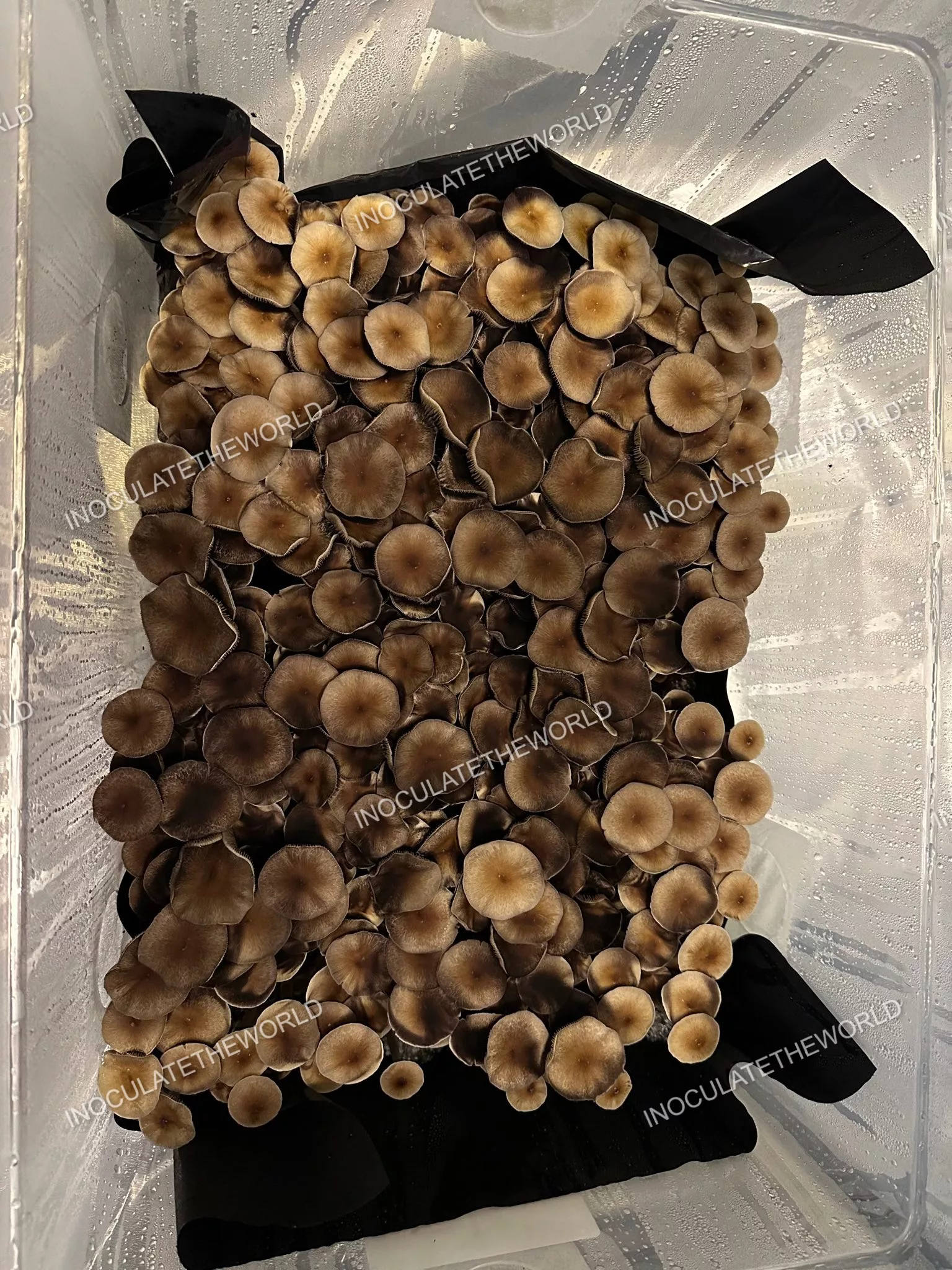 Puerto Rico Cubensis Spore Print - Image 4