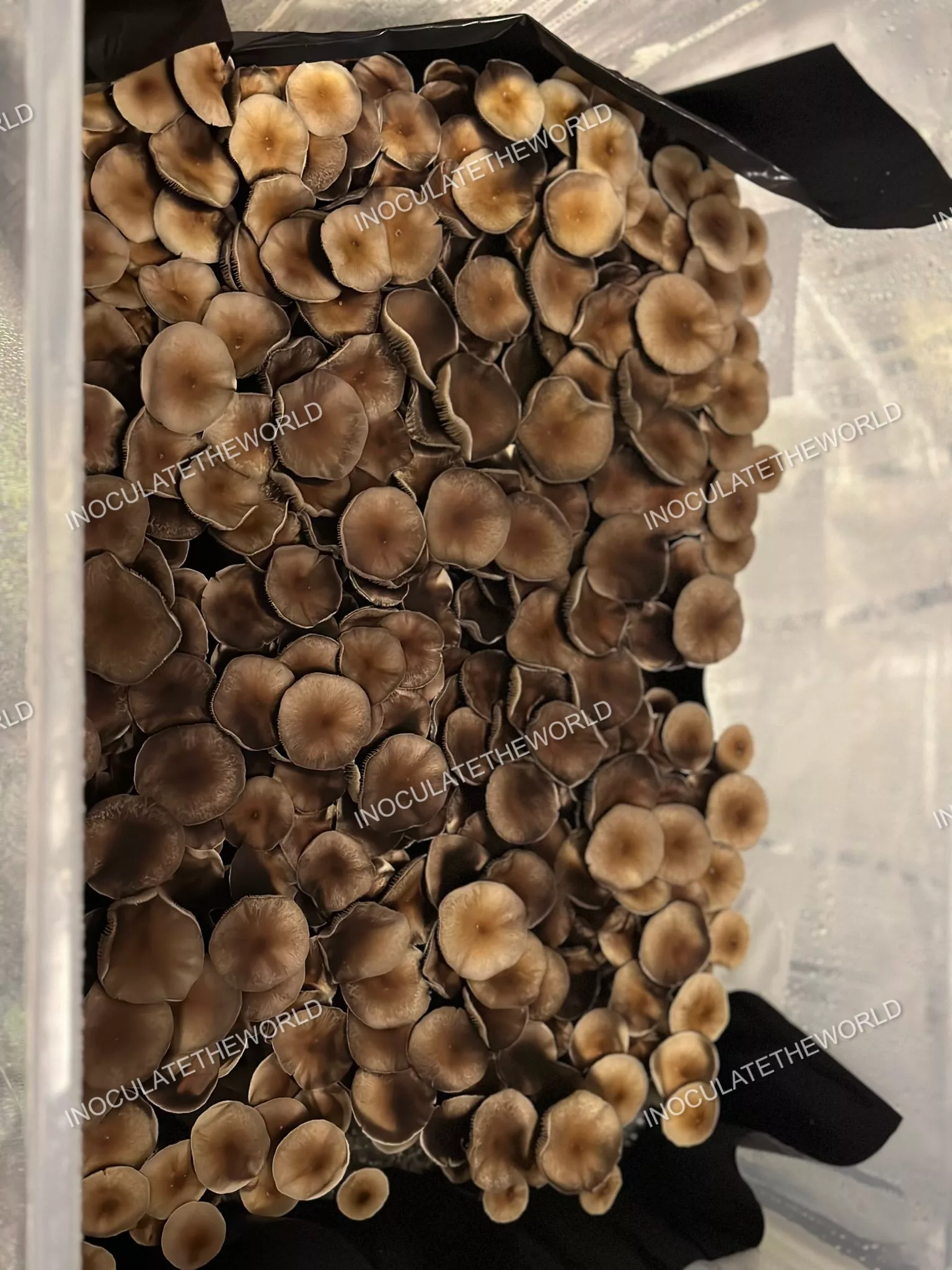 Puerto Rico Cubensis Spore Print - Image 2