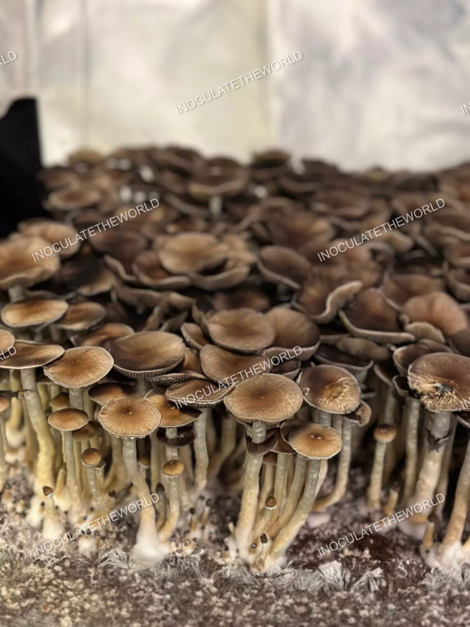 Puerto Rico Cubensis Spore Print - Image 6