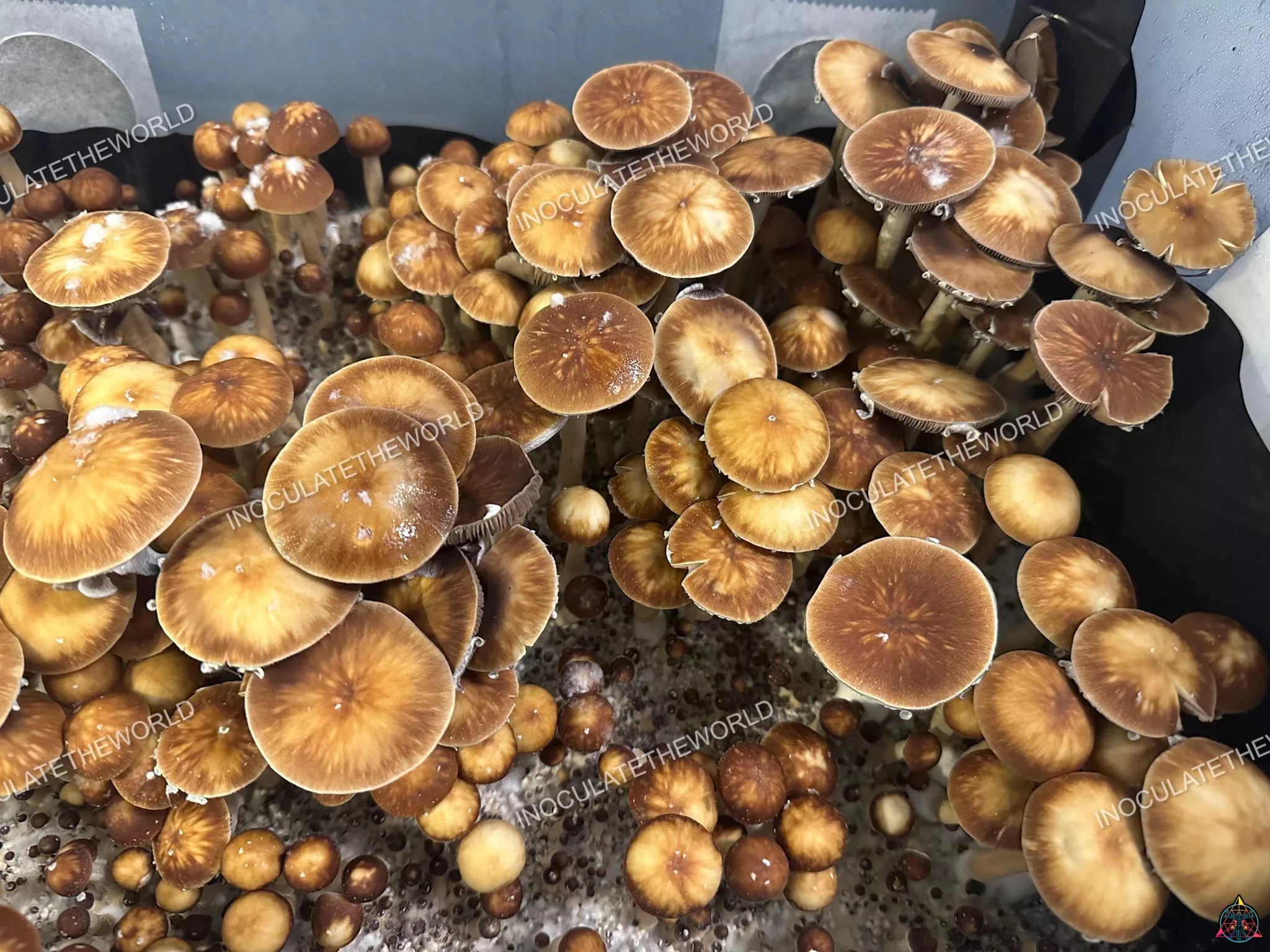 Taman Negara Cubensis Spore Print