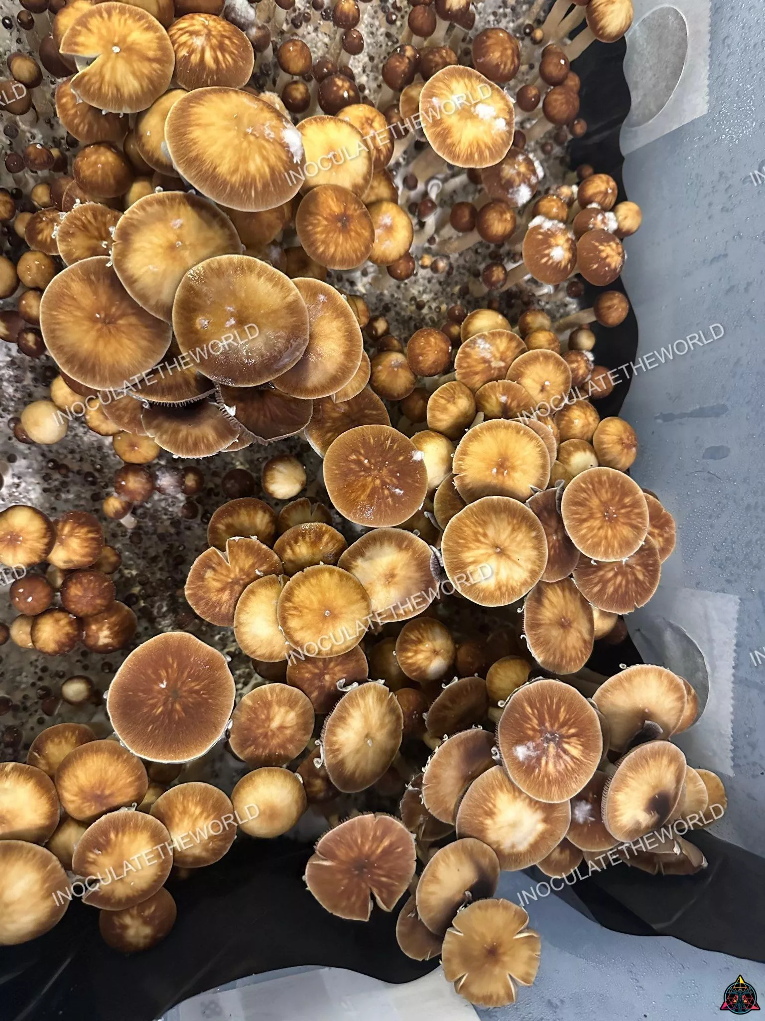 Taman Negara Cubensis Spore Print - Image 4
