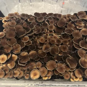 Z Strain Spore Syringe