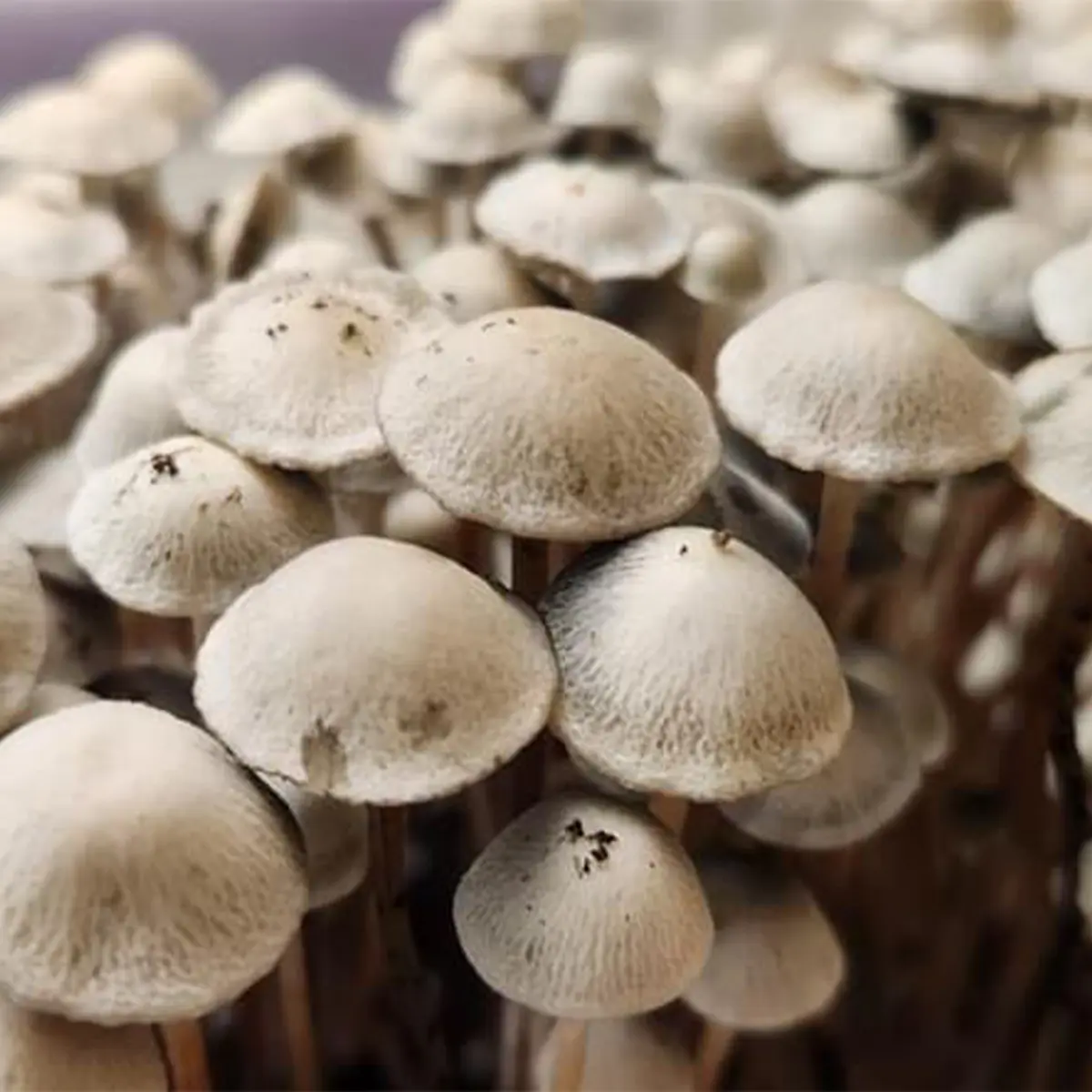 Large flush of grasstree panaeolus cyanescens mushrooms in a tub