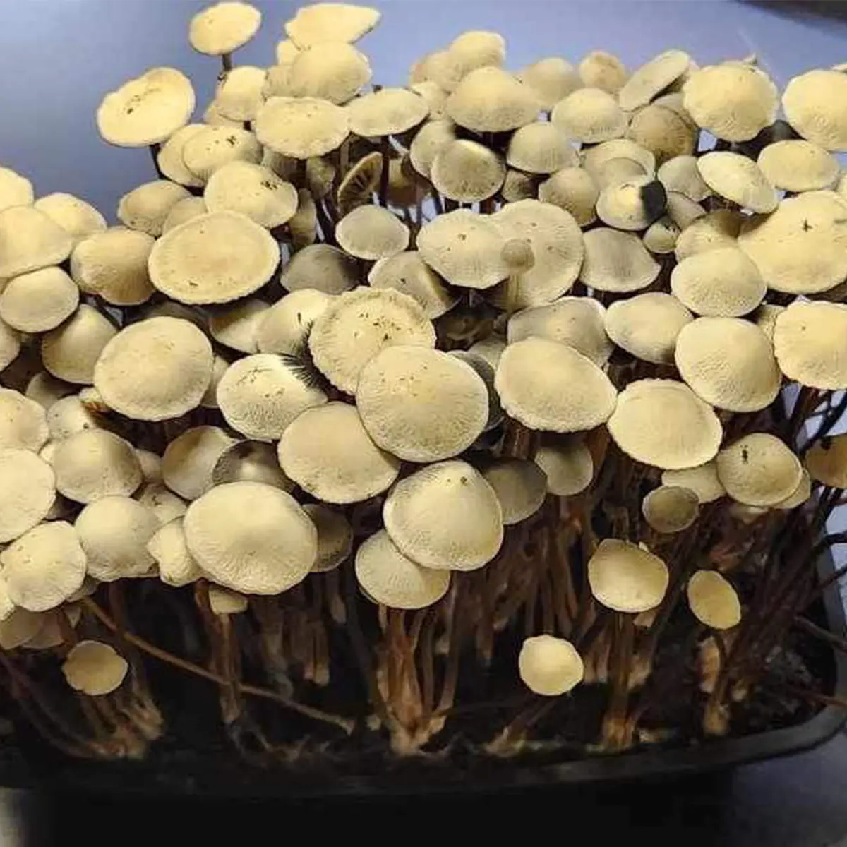 Large flush of grasstree panaeolus cyanescens mushrooms in a tub