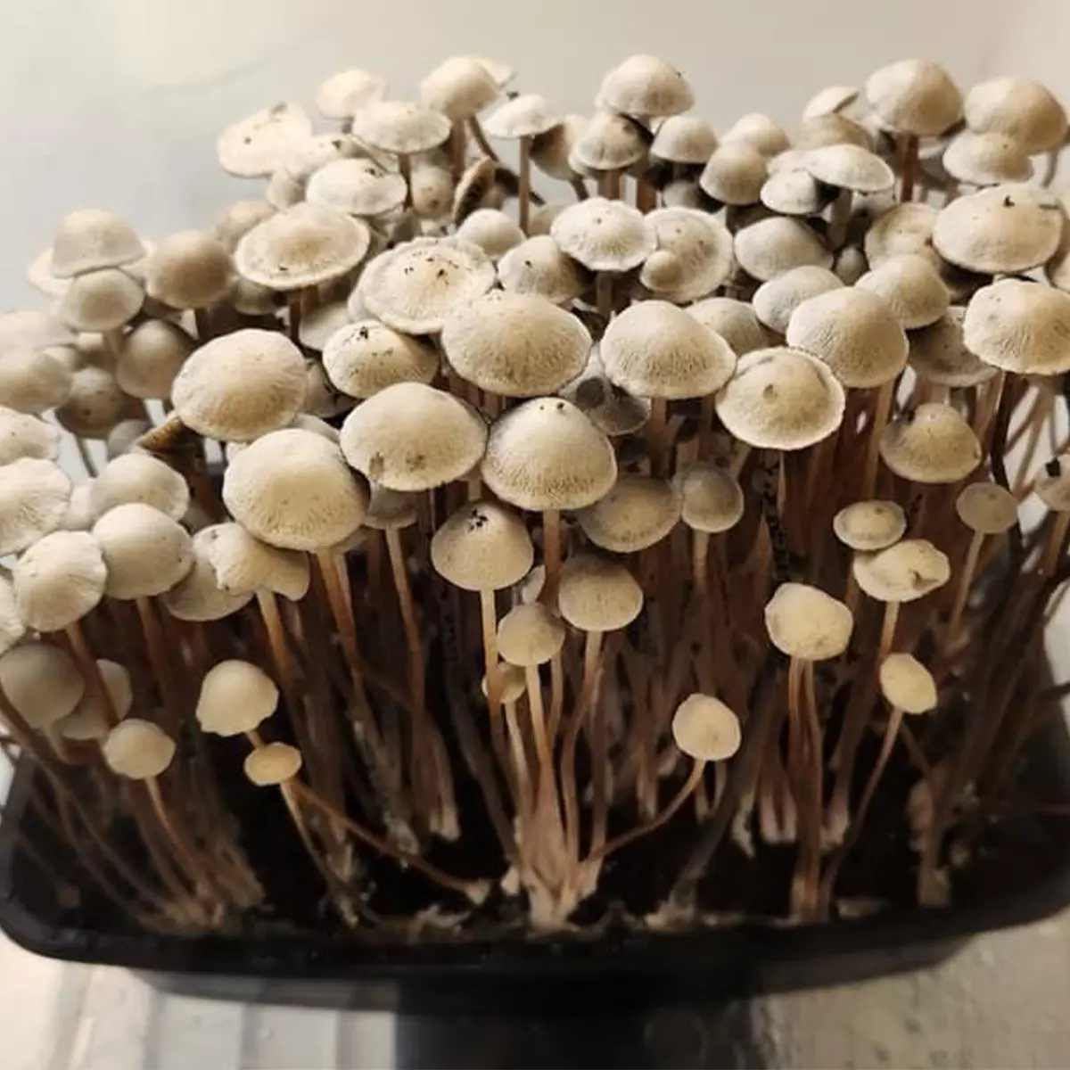 Large flush of grasstree panaeolus cyanescens mushrooms in a tub