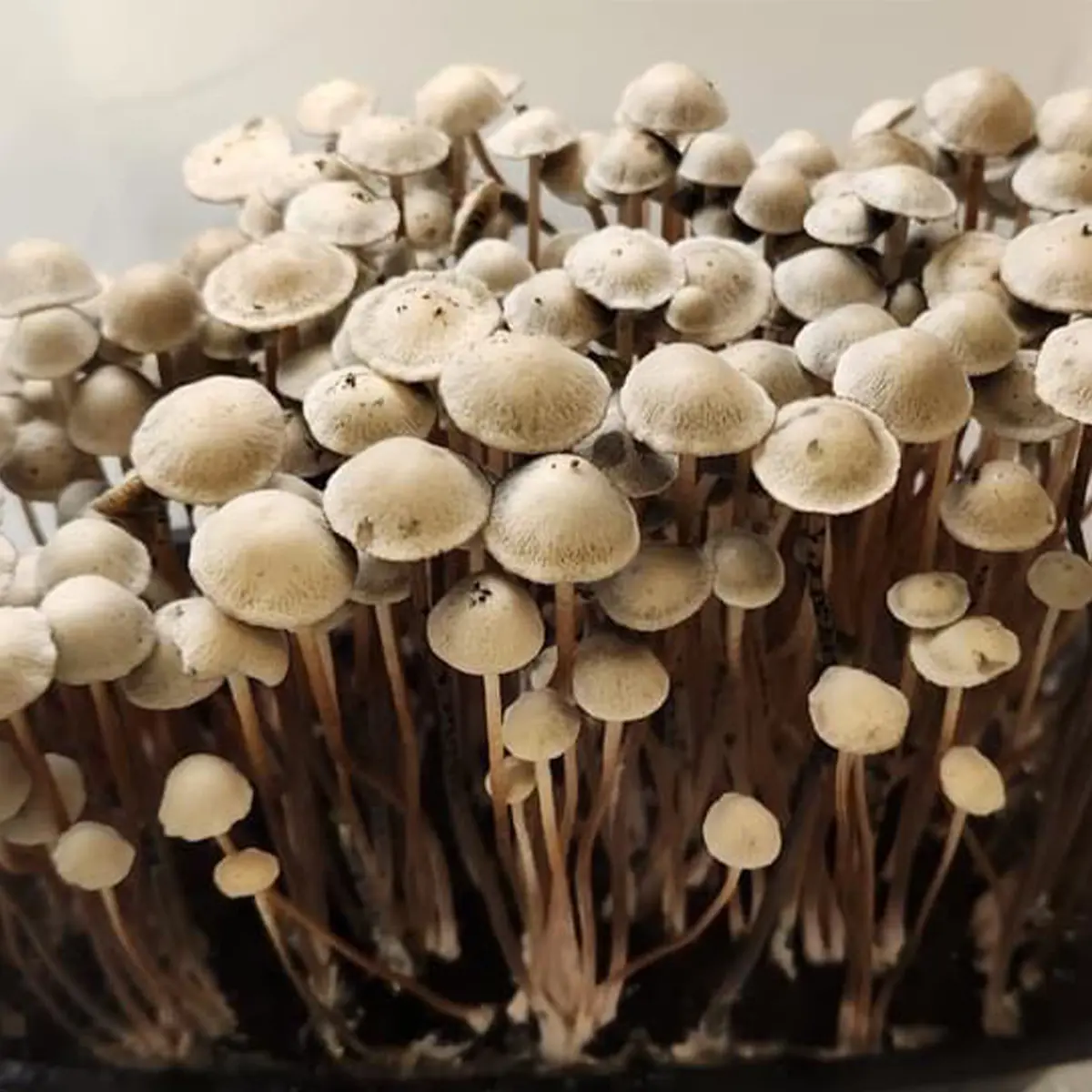 Panaeolus Cyanescens Grasstree Spore Print - Image 5