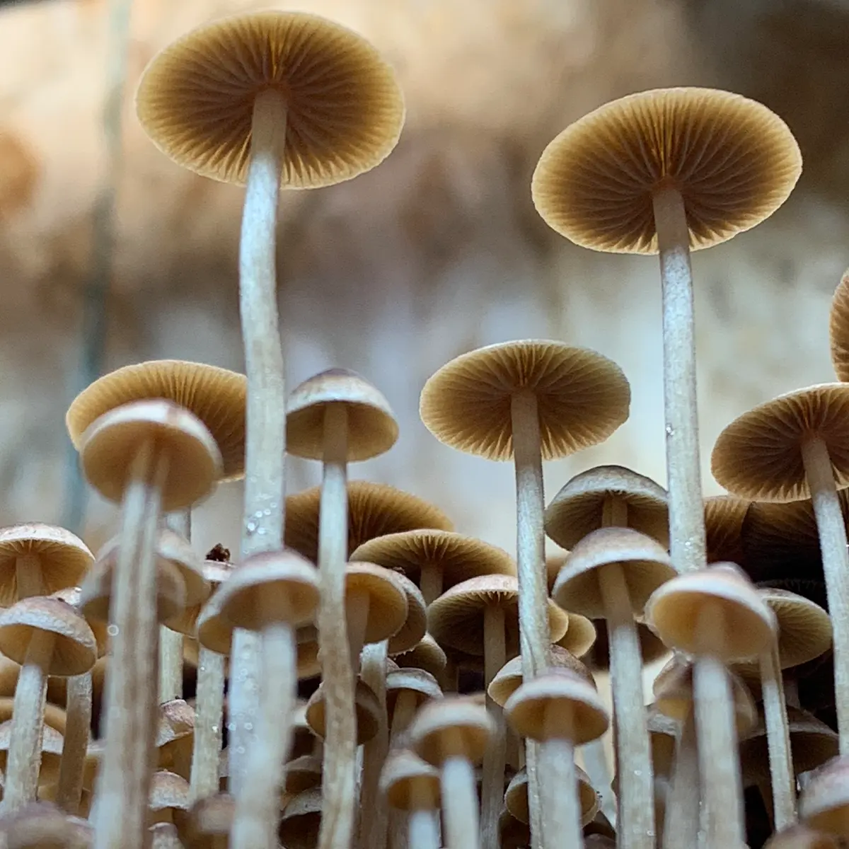 Large flush of psilocybe mexicana mushrooms in a tub