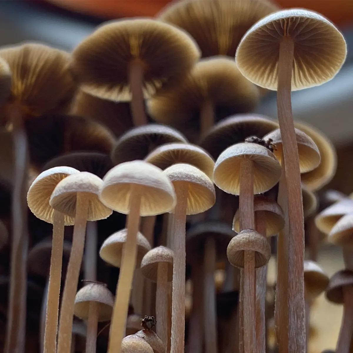 Large flush of psilocybe mexicana mushrooms in a tub