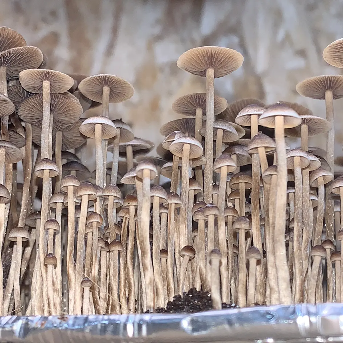 Large flush of psilocybe mexicana mushrooms in a tub