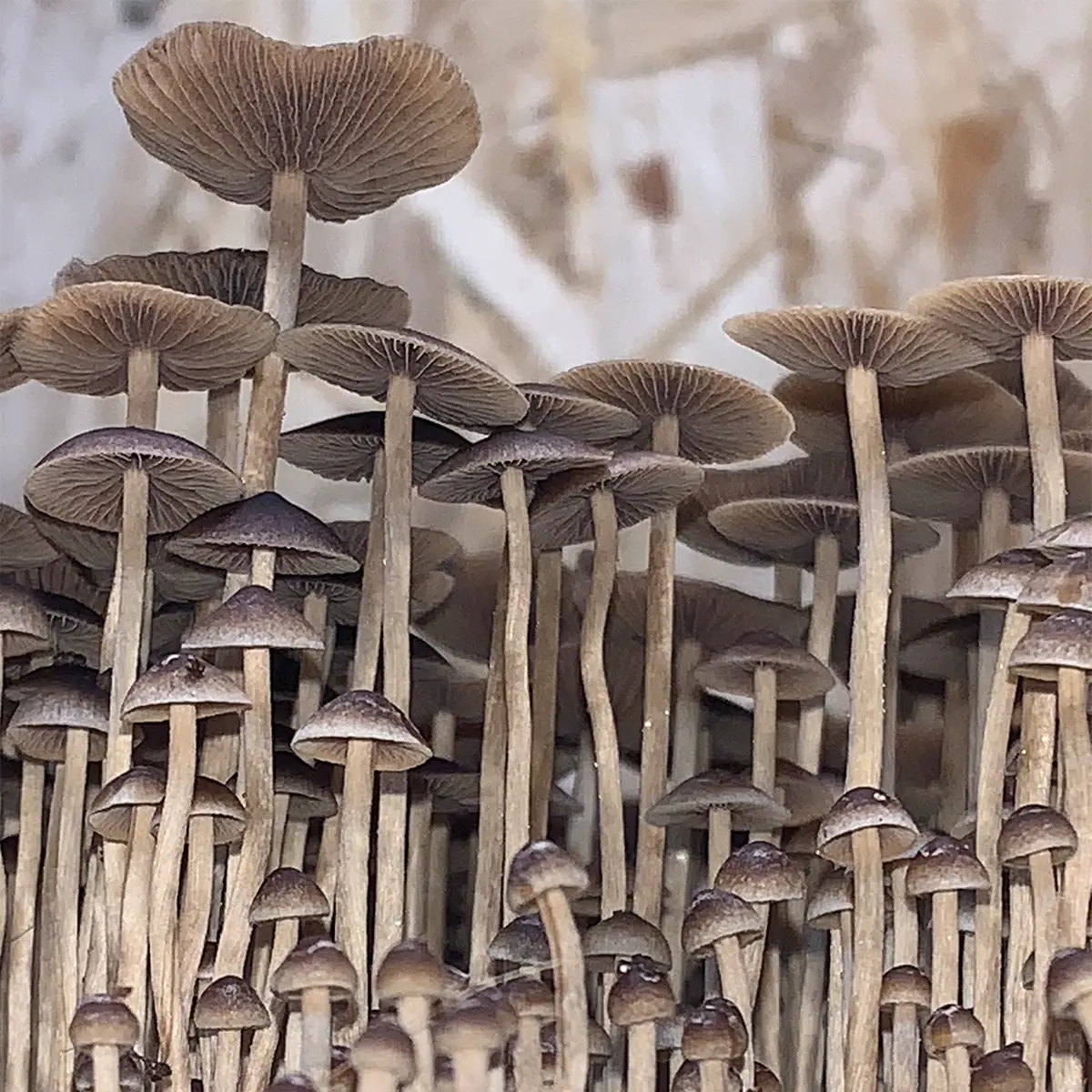 Large flush of psilocybe mexicana mushrooms in a tub