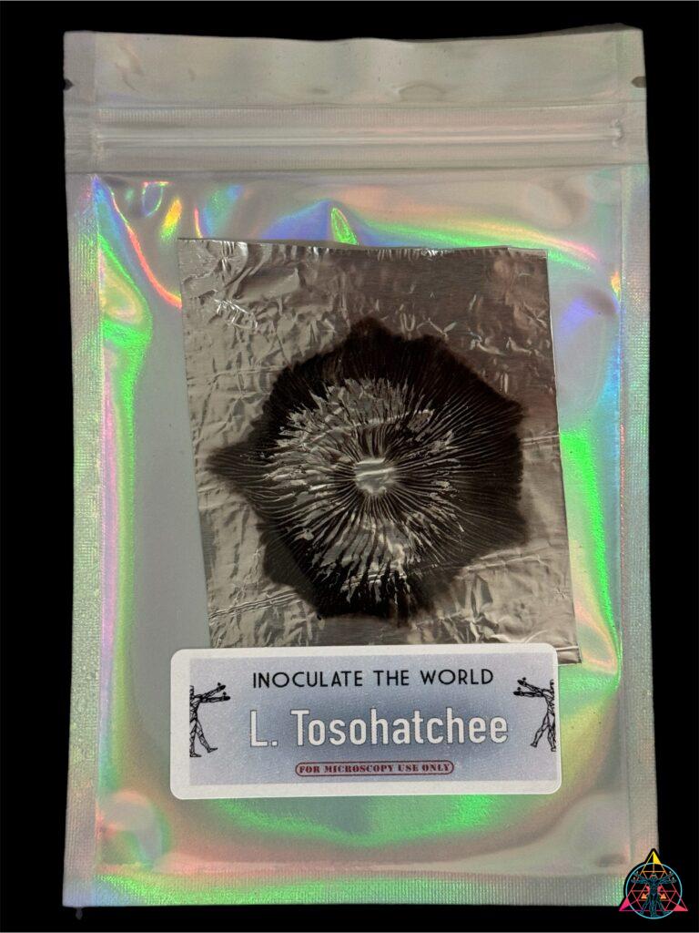 Leucistic Tosohatchee cubensis spore print ITW