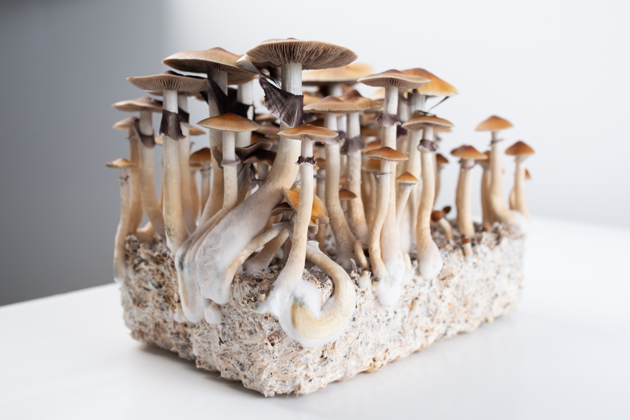 flush of psilocybe cubensis mushrooms