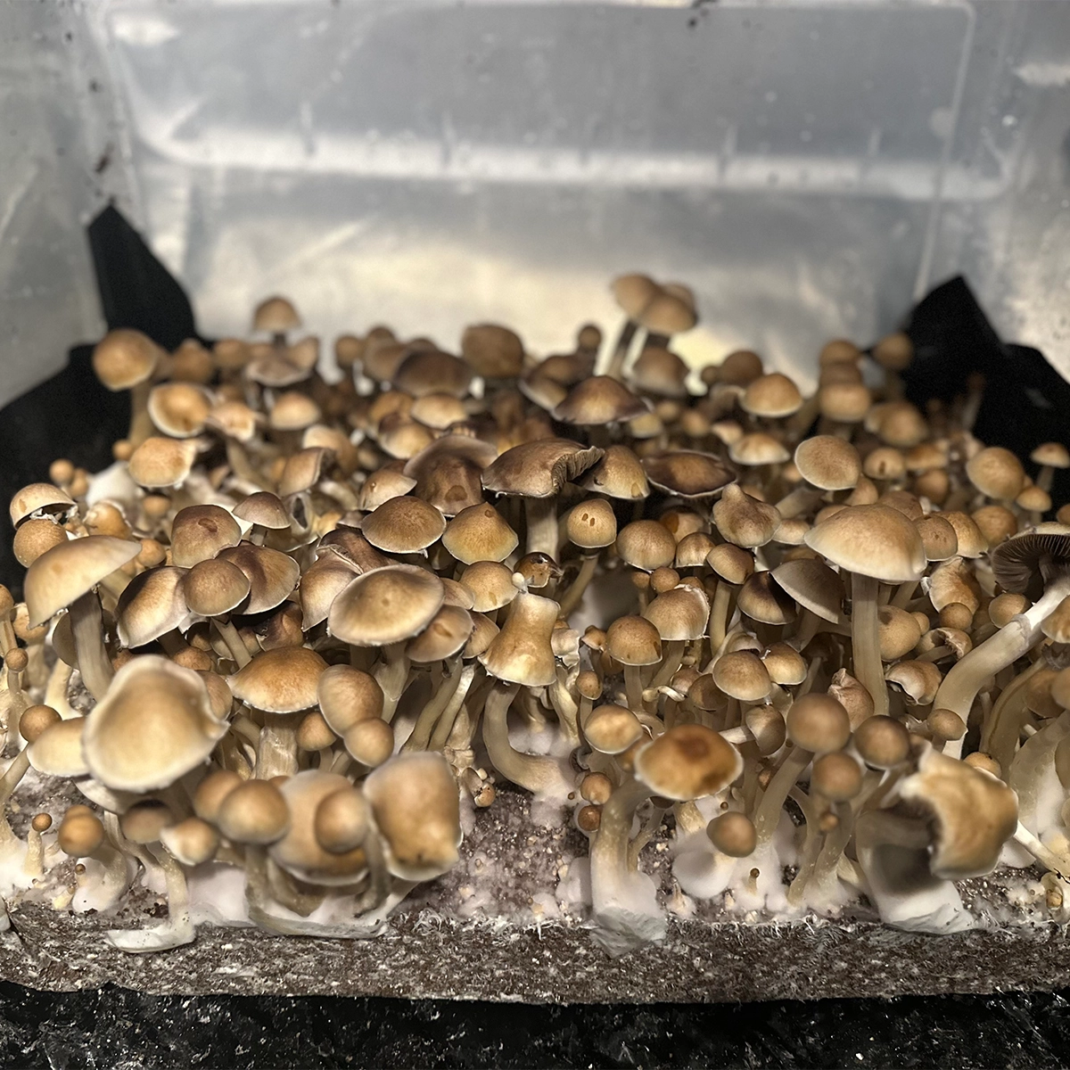 flush of debary cubensis mushrooms