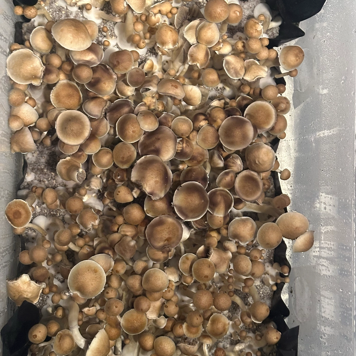 flush of debary cubensis mushrooms