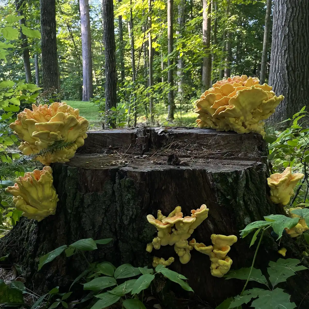 chicken of the woods mushrooms growing on log