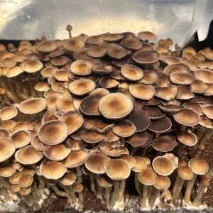 flush of pearl harbor cubensis mushrooms