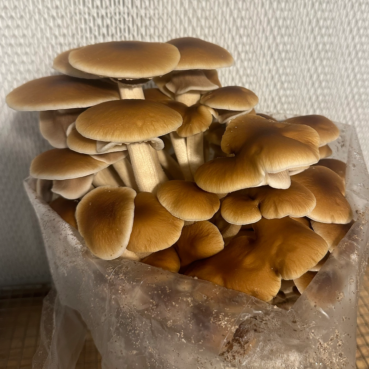 large flush of pioppino mushrooms growing from bag