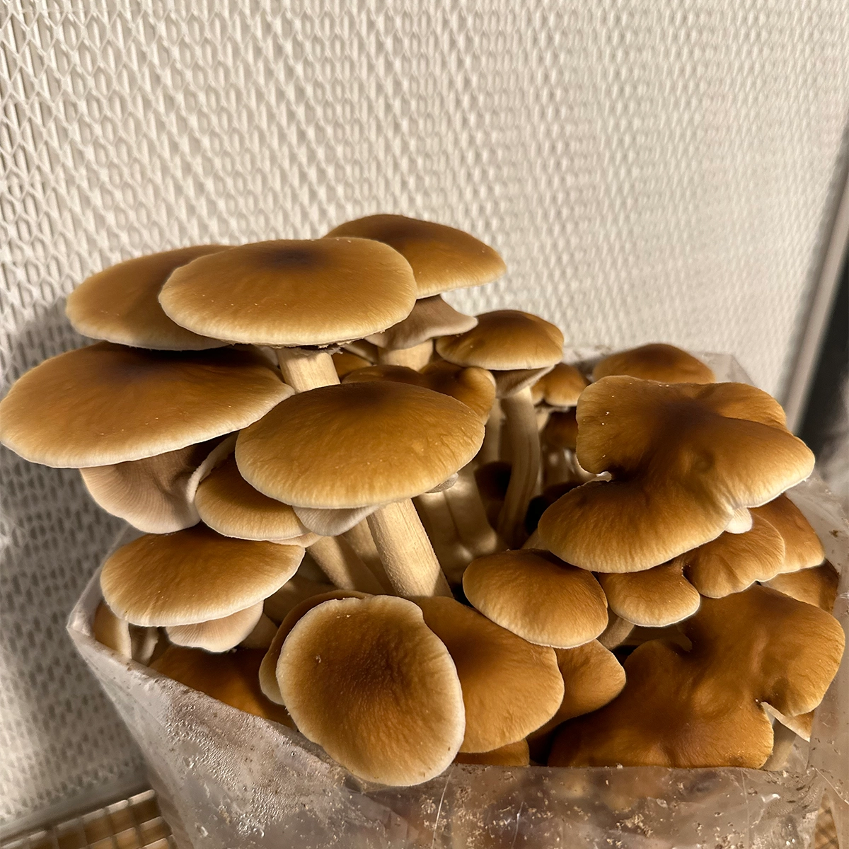large flush of pioppino mushrooms growing from bag