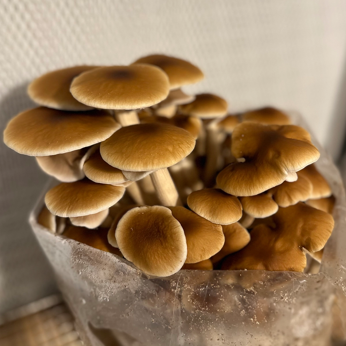 large flush of pioppino mushrooms growing from bag