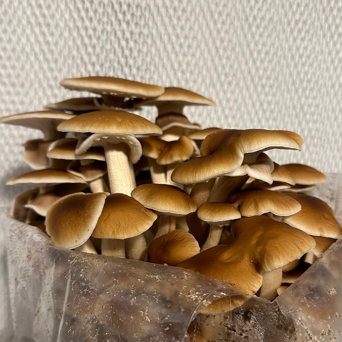 large flush of pioppino mushrooms growing from bag