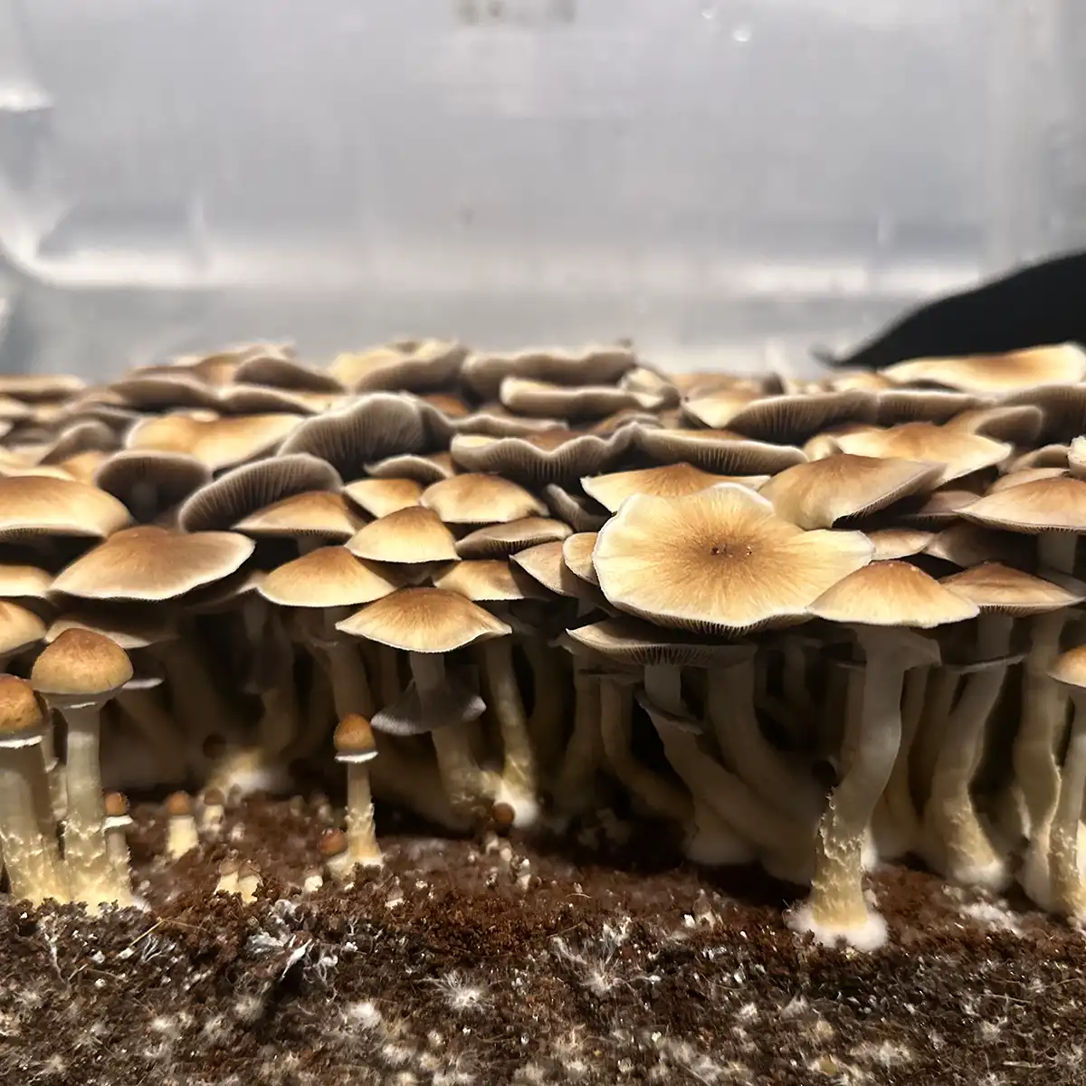 large flush of south american cubensis spore syringe mushrooms growing from tub