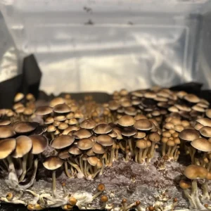 A bountiful tub of Alacabenzi cubensis spore syringe mushrooms