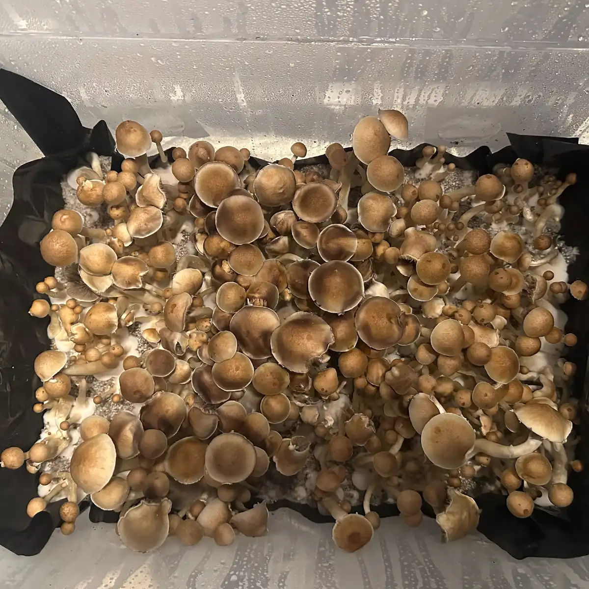 An aerial view of Tosohatchee F1 Spore print mushrooms.
