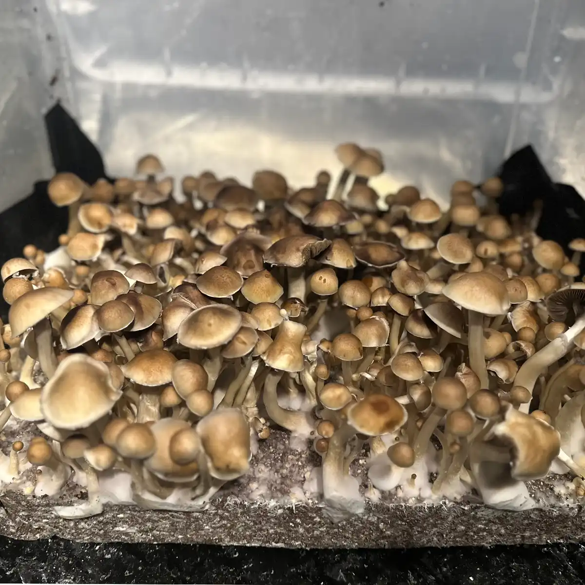 A large flush of Tosohatchee F1 Spore print mushrooms.