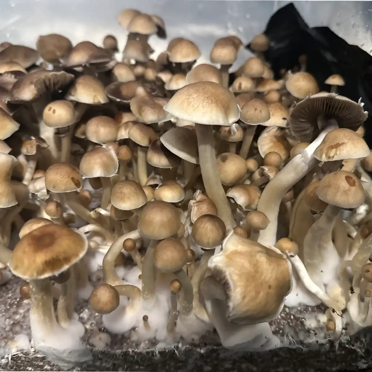 A close-up view of Tosohatchee F1 Spore print mushrooms.