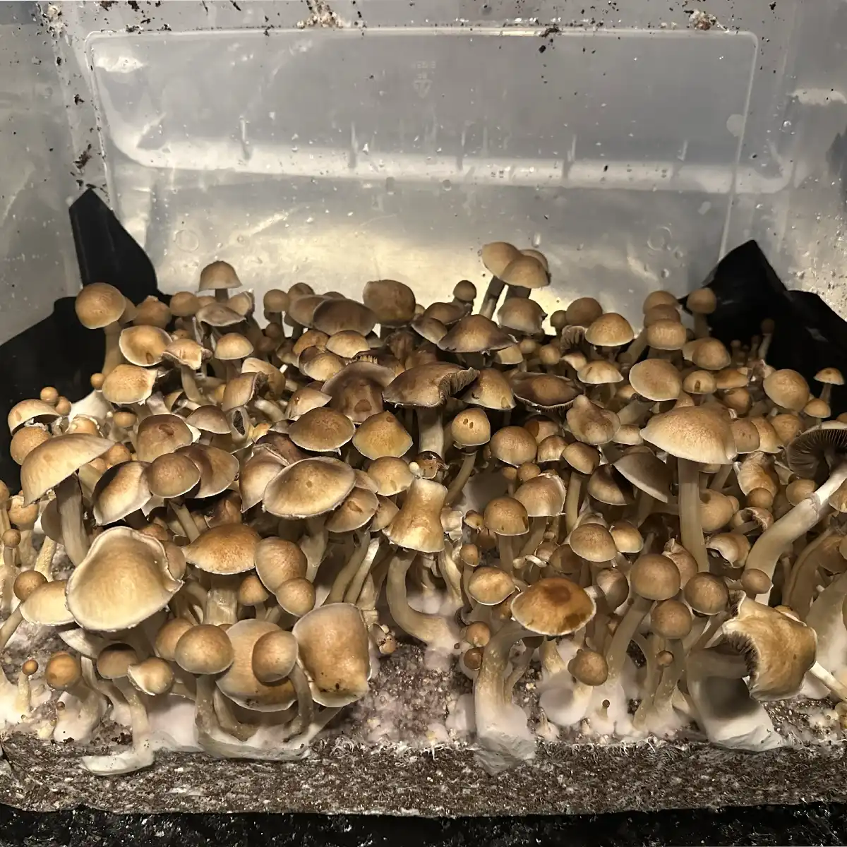 A bountiful flush of Tosohatchee F1 Spore print mushrooms.