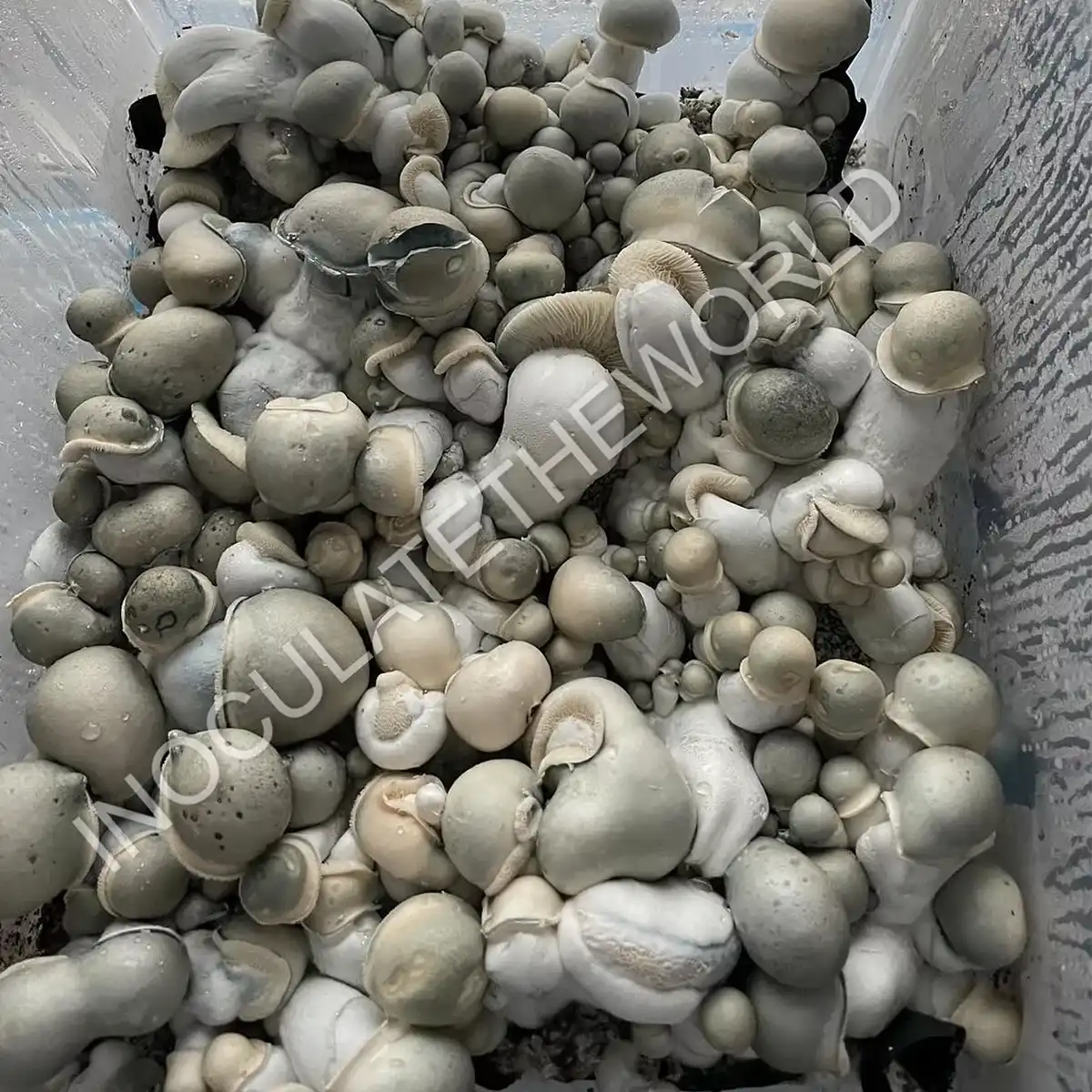 A thriving tub of Albino Penis Envy mushrooms