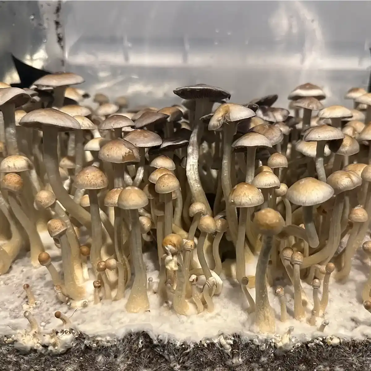 A large flush of Natal Super Strain mushrooms.
