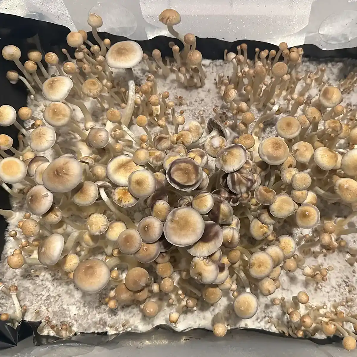 An aerial view of a tub of Natal Super Strain mushrooms